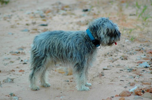 Bruno es un Schnauzer miniatura sal y pimienta. Es un perro muy nervioso y casi siempre está estresado porque tiene celos de los otros perros. Es muy cariñoso y amigo de que le hagan caricias y jueguen con él.